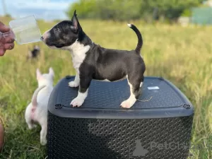 Additional photos: Miniature Bull Terrier FCI