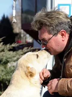 Photo №1. central asian shepherd dog - for sale in the city of Molodechno | Negotiated | Announcement № 2035