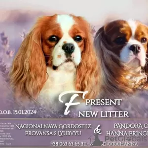 Photo №2 to announcement № 97764 for the sale of cavalier king charles spaniel - buy in Norway private announcement