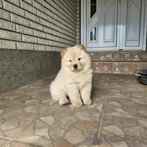 Additional photos: Male chow chow