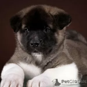 Photo №1. american akita - for sale in the city of Москва | 897$ | Announcement № 32615