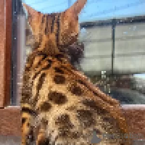 Additional photos: Wonderful Bengal kittens