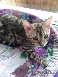 Additional photos: Bengal girl