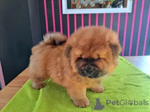 Additional photos: Chow chow puppies