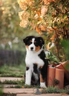 Additional photos: Australian Shepherd (Aussie) puppies