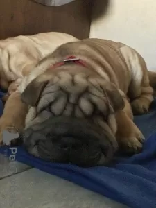 Additional photos: 3 szczenięta Shar Pei na sprzedaż