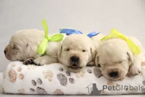 Photo №3. Labrador Retriever puppies. Belarus