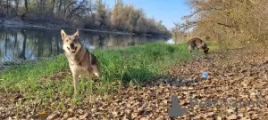 Additional photos: Czechoslovakian Wolfdog puppies