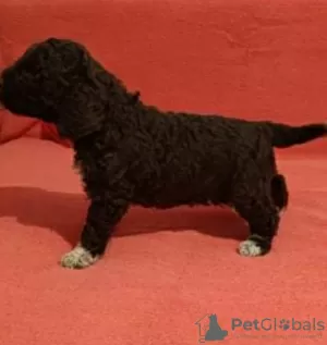 Additional photos: Lagotto Romagnolo puppies