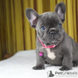 Photo №4. I will sell french bulldog in the city of Mielno. private announcement - price - 317$