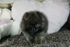 Photo №4. I will sell pomeranian in the city of Гамбург.  - price - Is free