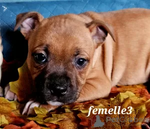 Photo №2 to announcement № 78623 for the sale of staffordshire bull terrier - buy in France breeder