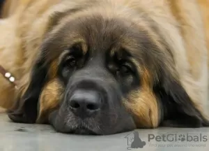 Additional photos: Leonberger puppies