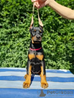 Additional photos: Doberman