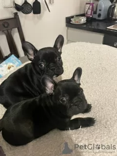 Additional photos: french bulldog