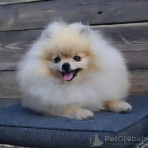 Photo №1. pomeranian - for sale in the city of Požarevac | negotiated | Announcement № 111371