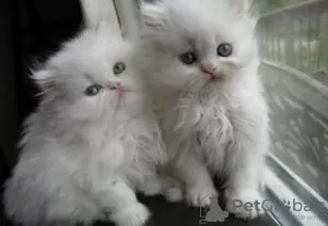 Photo №1. persian cat - for sale in the city of Мюнхен-Флугхафен | 471$ | Announcement № 130243