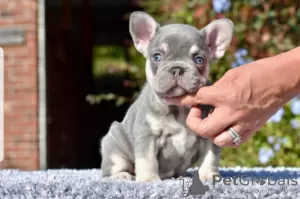 Photo №2 to announcement № 114547 for the sale of french bulldog - buy in United States breeder