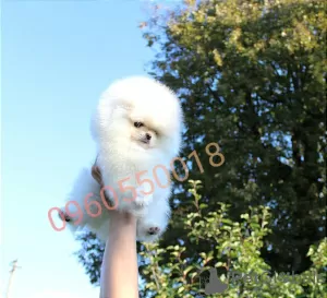 Additional photos: Pomeranian spitz girl KSU bear buy dog tsucenya puppy gift