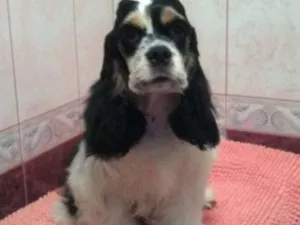 Photo №4. I will sell american cocker spaniel in the city of Krasnodar. breeder - price - Negotiated