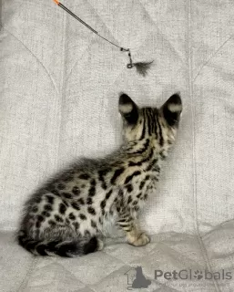 Photo №2 to announcement № 26092 for the sale of savannah cat - buy in Russian Federation from nursery