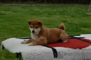 Additional photos: Shiba Inu puppies