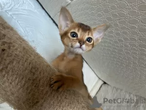 Photo №4. I will sell abyssinian cat in the city of Gomel. breeder - price - 300$