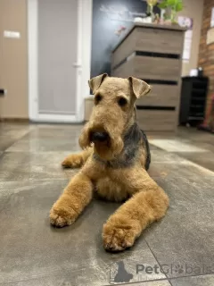 Additional photos: Airedale Terrier ZkwP/FCI puppy - female and male