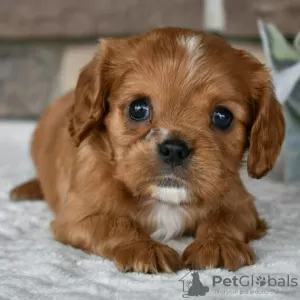 Photo №1. cavalier king charles spaniel - for sale in the city of Salvador | 295$ | Announcement № 45724