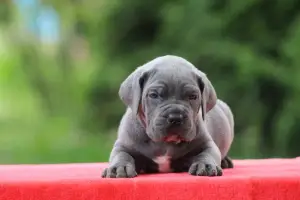 Additional photos: Cane Corso puppies