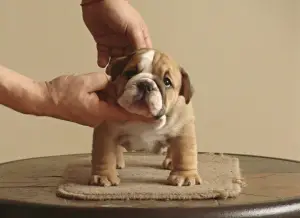 Additional photos: English bulldog puppies