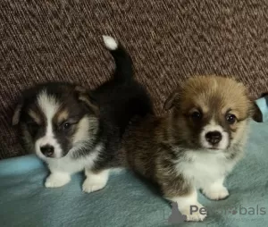 Photo №2 to announcement № 113345 for the sale of welsh corgi - buy in Serbia 