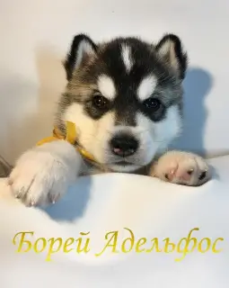 Photo №3. Belarus. Reserve open. Puppies of breed Siberian Husky.. Belarus