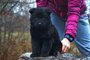 Photo №1. german shepherd - for sale in the city of Mariupol | 600$ | Announcement № 8502