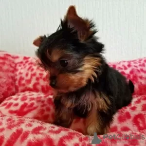 Photo №2 to announcement № 129458 for the sale of yorkshire terrier - buy in Germany breeder