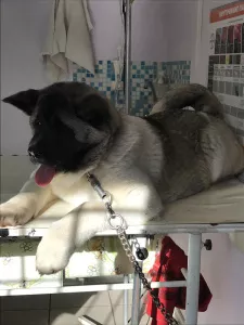 Additional photos: American Akita puppies, 2 boys and 1 girl