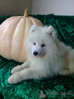 Additional photos: Samoyed puppies