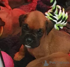 Additional photos: Boxer puppies for sale