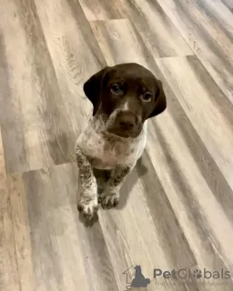 Photo №3. Cute German shorthaired pointer for sale. Germany