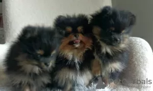 Photo №4. I will sell pomeranian in the city of Kraljevo.  - price - negotiated