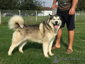 Additional photos: Alaskan Malamute puppies