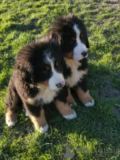 Photo №2 to announcement № 40307 for the sale of bernese mountain dog - buy in France breeder