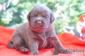 Photo №4. I will sell labrador retriever in the city of Berlin. from nursery - price - 792$