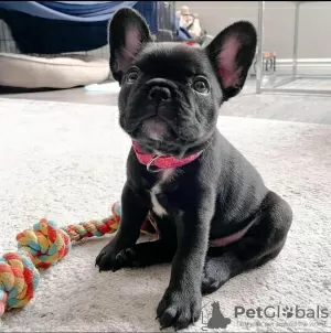 Photo №1. french bulldog - for sale in the city of Эспоо | negotiated | Announcement № 123681