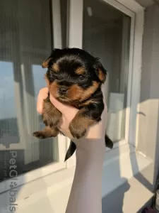 Additional photos: Yorkshire terrier puppies