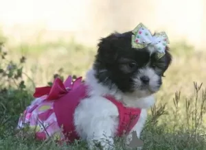 Photo №3. AWFHH Shih Tzu puppies. Germany