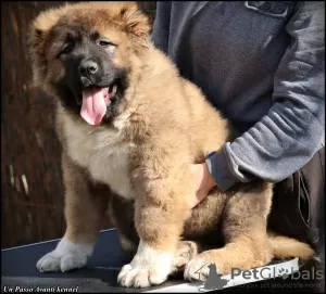 Additional photos: Caucasian Shepherd puppies for sale