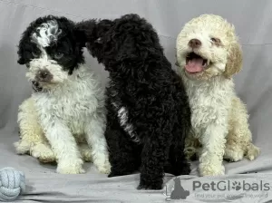 Photo №3. Lagotto Romagnolo BEAUTIFUL puppies. Serbia