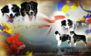 Photo №1. australian shepherd - for sale in the city of Krakow | 3120$ | Announcement № 25943