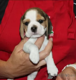 Photo №3. Beagle pupies looking for forever homes. Germany